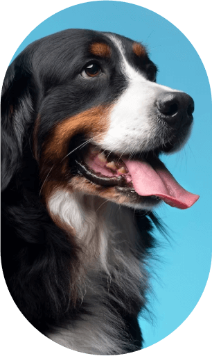 dog-image